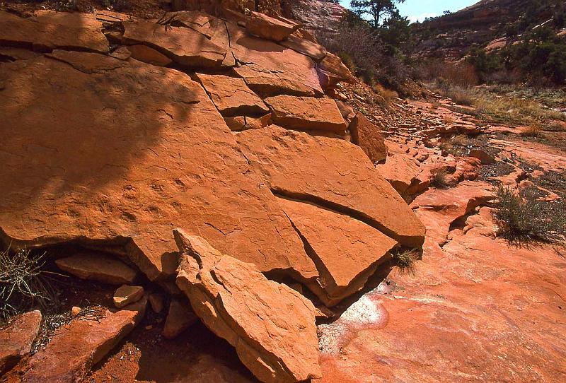 2001-04 Utah Trip 034 Canyon on Cedar Mesa Dino Tracks.jpg